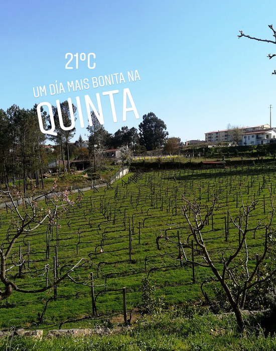 Vineyards Vinho Verde Quinta